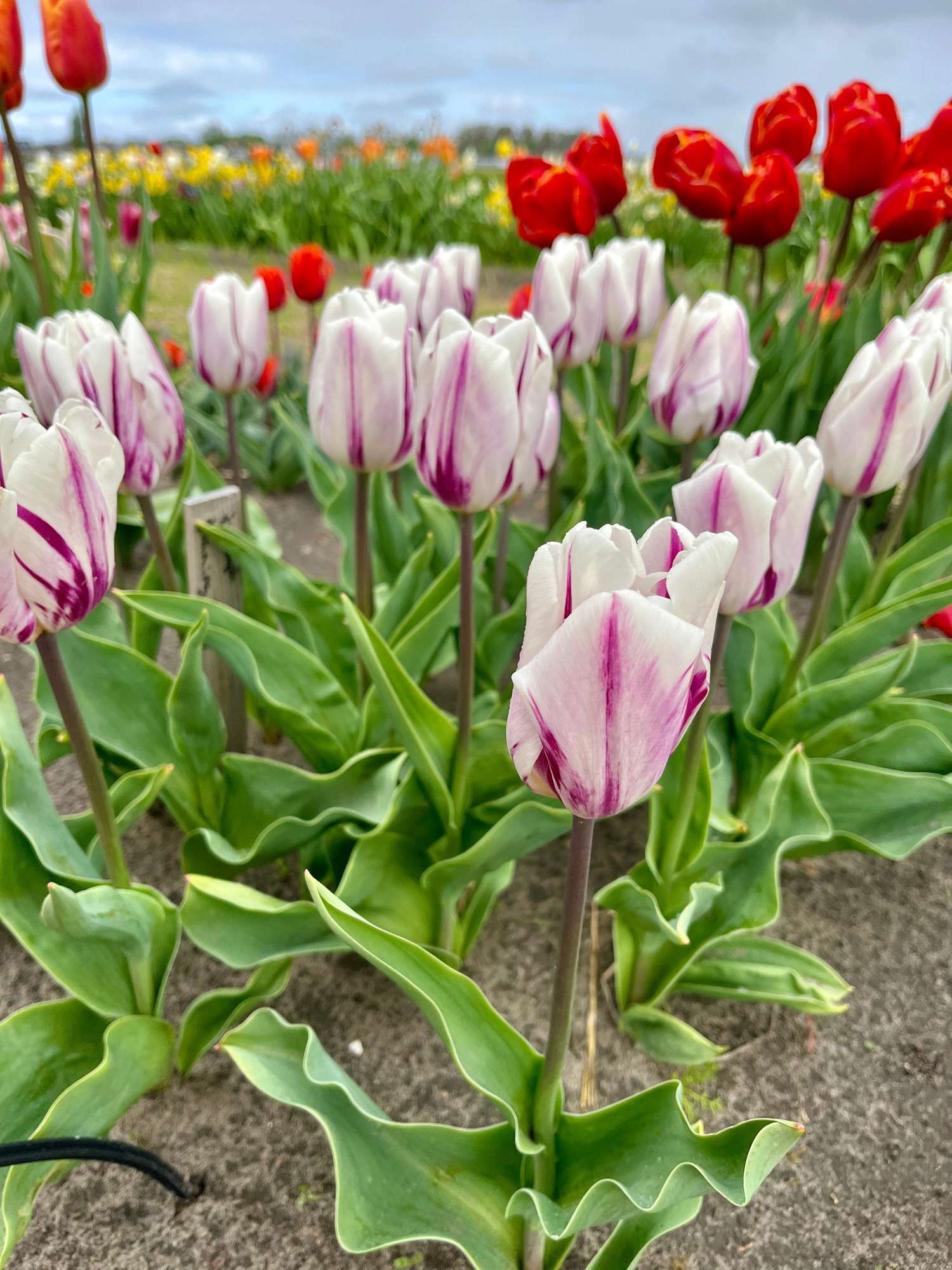 Tulppaani 'Flaming Flag'